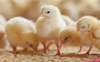 Negligence in taking care of chicken chicks, wife killed with an axe