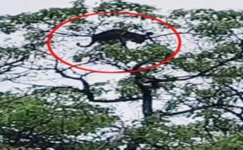 Leopard climbed a tree in Gariaband, panic among villagers