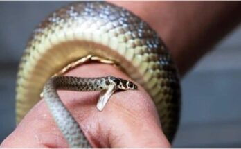 642 people were bitten by snakes in Raigad, 49 died