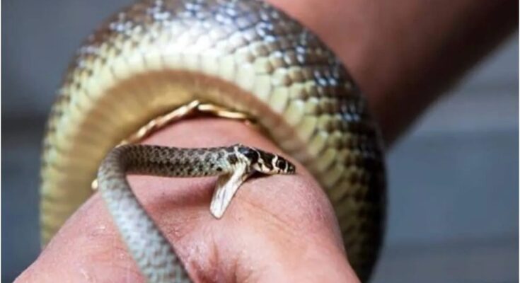 642 people were bitten by snakes in Raigad, 49 died