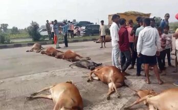 Cow blood again flowed on the national highway, angry cow protectors blocked the road