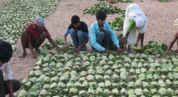 Sukma Tendu leaves bonus scam
