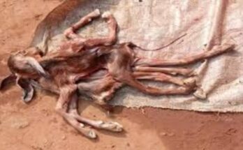 Chhattisgarh, Surajpur, Bokaratola, goat birth anomaly, 8-legged goat, biological anomaly, conjoined twin, rare animal birth, Dr. CK Mishra, Ramkesh Sahu.