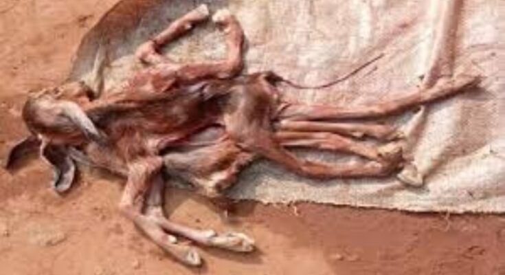 Chhattisgarh, Surajpur, Bokaratola, goat birth anomaly, 8-legged goat, biological anomaly, conjoined twin, rare animal birth, Dr. CK Mishra, Ramkesh Sahu.
