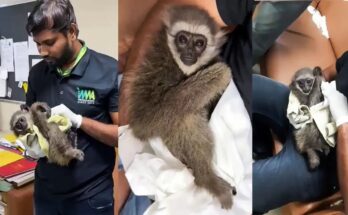 Mumbai Airport, Customs Department, Silvery Gibbon, Wildlife Trafficking, Bangkok, Malaysia, Foreign Tourist, Endangered Species, IUCN, Wildlife Protection Act 1972, Customs Act 1962, Rare Monkey, Indonesia, Java Island, Animal Smuggling, Airport Seizure, Wildlife Crime, Forest Department,