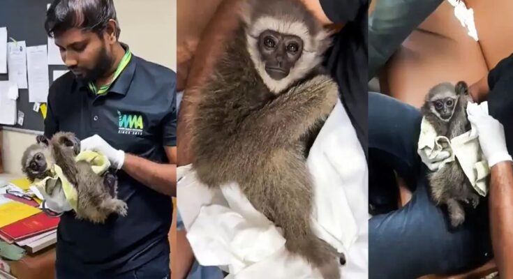 Mumbai Airport, Customs Department, Silvery Gibbon, Wildlife Trafficking, Bangkok, Malaysia, Foreign Tourist, Endangered Species, IUCN, Wildlife Protection Act 1972, Customs Act 1962, Rare Monkey, Indonesia, Java Island, Animal Smuggling, Airport Seizure, Wildlife Crime, Forest Department,