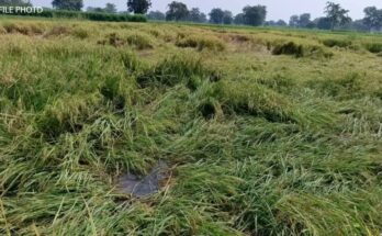 Cyclone Montha, Rain, Arang, Paddy Harvesting, Farmers, Agriculture, Weather Alert, Arabian Sea, IMD, Rainfall Impact, Wet Fields, Crop Damage, Temperature Drop, Chhattisgarh Weather,