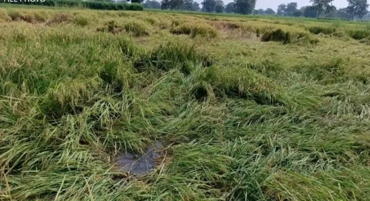 Cyclone Montha, Rain, Arang, Paddy Harvesting, Farmers, Agriculture, Weather Alert, Arabian Sea, IMD, Rainfall Impact, Wet Fields, Crop Damage, Temperature Drop, Chhattisgarh Weather,