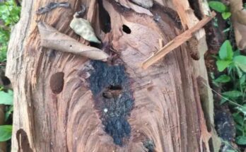 Sal borer infestation in Amarkantak: Thousands of trees have dried up, and a public movement has started to save the forest.