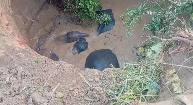 Chhattisgarh, Open Wells, Wildlife Danger, Elephant Rescue, Baranwapara Sanctuary, Forest Department Negligence, Supreme Court Order, CAMPA Fund, Wildlife Protection, Raigarh Incident, Balodabazar Incident, Nitin Singhvi, Open Wells Closure, Animal Safety,