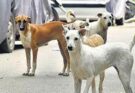 छत्तीसगढ़ में बढ़ता ‘आवारा आतंक’: सिर्फ 10 डॉग शेल्टर, हर साल 1.19 लाख लोग शिकार