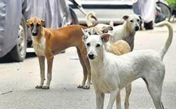 Chhattisgarh, stray dogs, dog bite cases, dog shelter, Raipur, urban administration, Supreme Court, sterilization, street animals, road accidents, public safety,