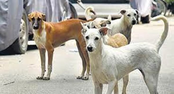 Chhattisgarh, stray dogs, dog bite cases, dog shelter, Raipur, urban administration, Supreme Court, sterilization, street animals, road accidents, public safety,