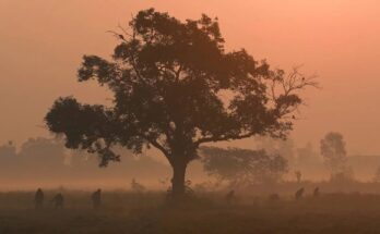 Five states, including MP, are reeling under a cold wave; temperatures intensify in Uttar Pradesh, Bihar, and Delhi.