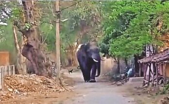 Korba Elephant Attack, Lone Elephant Terror, Human Elephant Conflict, Balco Forest Range, Aajgar Bahar Village, Katghora Forest Division, Elephant Attack Death, Chhattisgarh Forest News,