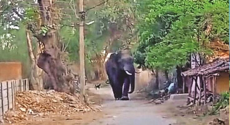 Korba Elephant Attack, Lone Elephant Terror, Human Elephant Conflict, Balco Forest Range, Aajgar Bahar Village, Katghora Forest Division, Elephant Attack Death, Chhattisgarh Forest News,
