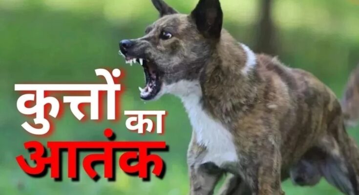 G Dog Bite Cases, Raipur Dog Bite Hotspot, Stray Dog Menace, Rabies Risk India, Animal Birth Control Failure, Public Health Crisis CG, Dog Bite Statistics, IDSP Data, Raipur News,