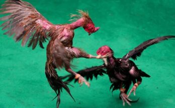 Andhra Pradesh Cockfight, Sankranti Cockfight, West Godavari News, Tadepalligudem Cockfight, Crorepati Overnight, Cockfighting Betting, Traditional Games India, Gambling News, Rajahmundry Ramesh,