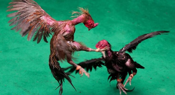 Andhra Pradesh Cockfight, Sankranti Cockfight, West Godavari News, Tadepalligudem Cockfight, Crorepati Overnight, Cockfighting Betting, Traditional Games India, Gambling News, Rajahmundry Ramesh,