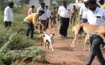 The killing of stray dogs continues in villages: 1100 deaths in one month.