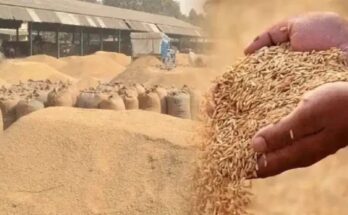 Bilaspur tops in paddy procurement, establishing a significant lead in the division.