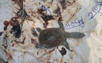 Four turtles die under suspicious circumstances at the Ratanpur Mahamaya Temple pond, bodies found floating in the pond.