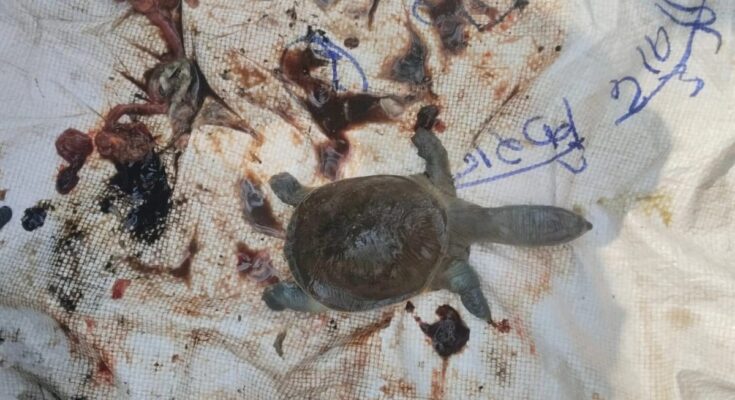 Four turtles die under suspicious circumstances at the Ratanpur Mahamaya Temple pond, bodies found floating in the pond.