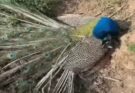 Severe Heatwave in Chhattisgarh: Many Wild Animals, Including Peacocks and Bats, Die