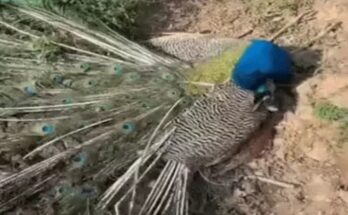 Severe Heatwave in Chhattisgarh: Many Wild Animals, Including Peacocks and Bats, Die