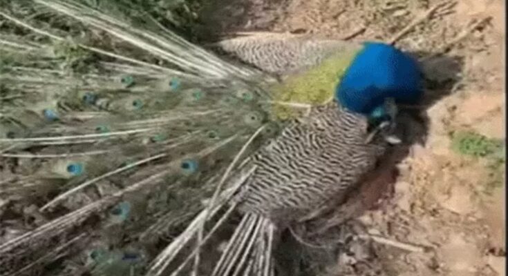 Severe Heatwave in Chhattisgarh: Many Wild Animals, Including Peacocks and Bats, Die